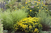 Yellow late summer garden