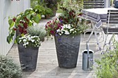 Tall gray bucket with peppers, hot peppers, Calibrachoa Celebration