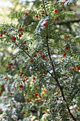Taxus baccata (yew), female with red fruits