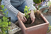 Planting terracotta tubs with perennials