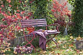 Red bench in autumnal garden, basket with freshly picked apples