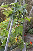 Climbing zucchini 'Black Forest' on trellis in late summer