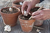 Putting garlic toes (Allium sativum) in pots in autumn