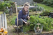 Woman harvesting white carrots in organic garden