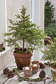 Homegrown picea abies in clay pot, candles, cones