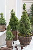 Table arrangement of Picea glauca 'Conica' in baskets