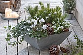Gray bowl with Cyclamen, Hedera, Pinus