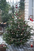 Nordmanntanne als Vogelfutter - Weihnachtsbaum auf Terrasse