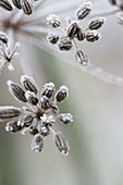 Frozen seeds of fennel