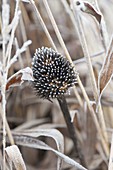 Frozen Seed of Echinacea (Coneflower)