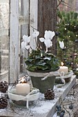 Cyclamen with lanterns, cones, sloes and snow