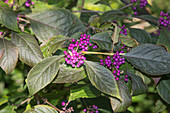 Violette Beeren von Callicarpa (Liebesperlenstrauch)