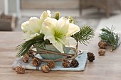 Bowl with Hippeastrum flowers, Pinus branches