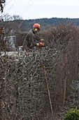 Hedge cut in winter