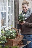 Plant a handle basket with Helleborus niger (Christmas rose)