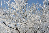 Thick hoarfrost crystals covered tree