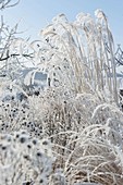 Grasses and perennials covered with hoarfrost crystals