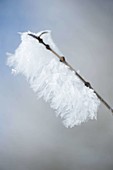 Fantastic hoarfrost crystals as ice beard on branch