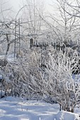 Thick bushes covered with hoarfrost and perennials in the snowy garden