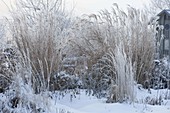 Grasses and perennials with hoarfrost covered in snowy garden