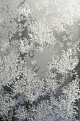 Ice crystals on the greenhouse window