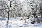 Snowy garden, hoarfrost on trees, shrubs and grasses