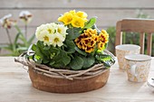 Primula acaulis in wooden bowl on the table, Clematis tendrils