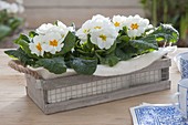 Wooden box with white primula acaulis (primrose)