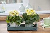 Delicately scented primula acaulis in cups on wooden tray