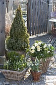Körbe mit winterharten Pflanzen auf kleiner Terrasse im Garten