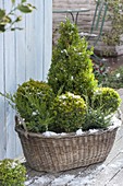 Old laundry basket winterly planted with Buxus as balls