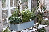 Tin box with conifers planted in front of the greenhouse window