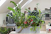 Plants provide a good indoor climate in the office