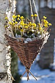 Homemade basket with Eranthis hyemalis as traffic light