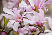 Magnolia x loebneri 'Leonard Messel' (Loebners Magnolie)