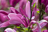 Magnolia liliiflora 'Susan' (Purple Magnolia)