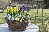 Blue-Yellow Spring Basket, Viola cornuta, Iris reticulata