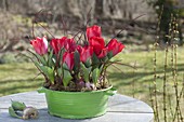 Tulipa 'Red Paradise' (Tulpen) in grüner Blechschale, Zweige von Cornus