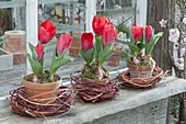 Tulipa 'Red Paradise' in clay pots on the shed window, wreaths