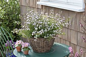 Boronia anemonifolia (scented starlet) in basket on terrace table