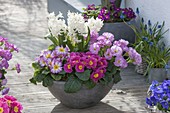Gray shell with Hyacinthus 'White Pearl' and Primula
