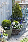 Baskets and pot with Buxus, balls and cones, with Viola cornuta