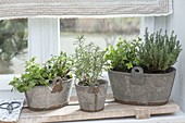 Herbs in stone containers on the windowsill
