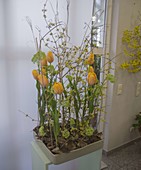 Flache Schale mit Tulipa (Tulpen), Zweigen von Viburnum (Schneeball)