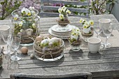 Easter table decoration with horned violets on the terrace