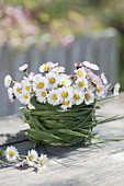 Small bouquet of Bellis (daisies)