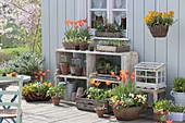 Frühlingsterrasse mit Tulpen, Viola und Gemuesejungpflanzen