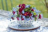 Blue-red spring bouquet from Myosotis and Bellis