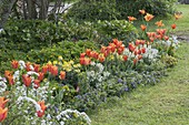 Fruehlingsbeet mit Tulipa 'Ballerina' (Lilienbluetigen Tulpen), Erysimum