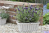 Spanish lavender 'Springbreak' in white basket box